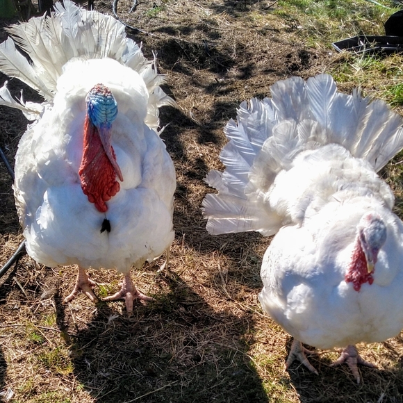 Meet your Posher, Tasha - Picture 4 of 8